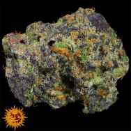 Barneys Farm Seeds Runtz Muffin