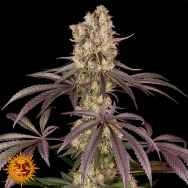 Barneys Farm Seeds Runtz Muffin