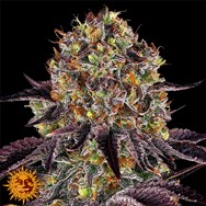 Barneys Farm Seeds Runtz x Layer Cake