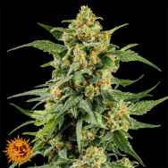 Barneys Farm Seeds Skunk #1