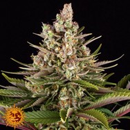 Barneys Farm Seeds Sour Strawberry