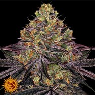 Barneys Farm Seeds Watermelon Zkittlez