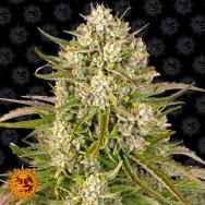 Barneys Farm Seeds AUTO Wedding Cake