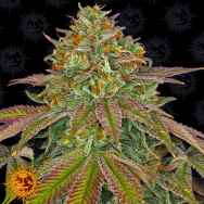 Barneys Farm Seeds Wedding Cake