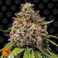 Barneys Farm Seeds White Widow XXL AKA White Widow