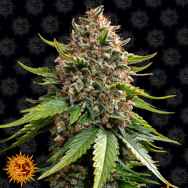 Barneys Farm Seeds AUTO White Widow XXL AKA AUTO White Widow