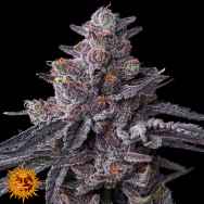 Barneys Farm Seeds Zillions