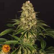 Barneys Farm Seeds Tropicanna Banana