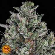 Barneys Farm Seeds Glookies