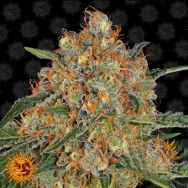 Barneys Farm Seeds Orange Sherbert