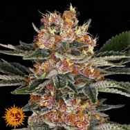 Barneys Farm Seeds Purple Punch