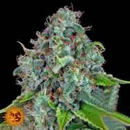 Barneys Farm Seeds Strawberry Lemonade