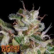 Big Head Seeds Alien Gorilla