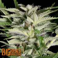 Big Head Seeds Alien Technology