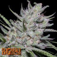 Big Head Seeds AUTO Bighead Superfast