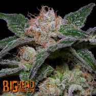 Big Head Seeds Banana Punch