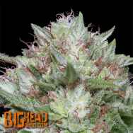 Big Head Seeds Big Head Confidential