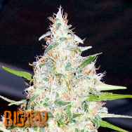 Big Head Seeds BubbleHead #13