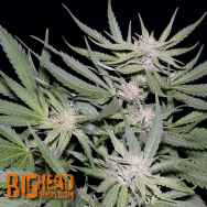 Big Head Seeds Critical