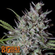 Big Head Seeds Crystal Runtz