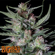 Big Head Seeds AUTO Dogstar Dawg