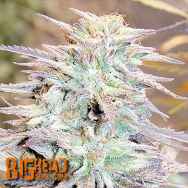 Big Head Seeds Easy AK XL