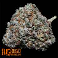 Big Head Seeds Fire OG Kush