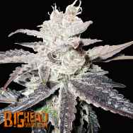 Big Head Seeds AUTO Freeze Berry