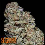 Big Head Seeds Gorilla Zkittelz