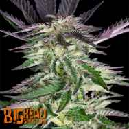 Big Head Seeds Grandaddy Purple