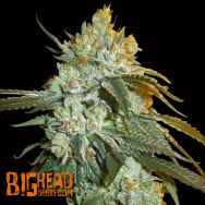 Big Head Seeds AUTO Head Stash