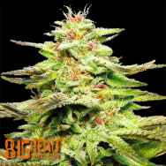 Big Head Seeds Julies Cookies