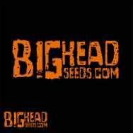 Big Head Seeds White Fire OG Kush