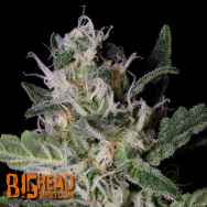 Big Head Seeds Platinum Cookies