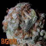 Big Head Seeds Sherbert Glue