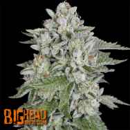 Big Head Seeds Skywalka Cookies