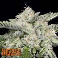 Big Head Seeds Skywalka Ghost Kush