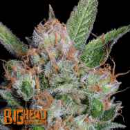 Big Head Seeds Sour Diesel