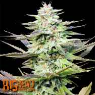 Big Head Seeds THC Pro