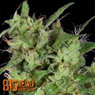 Big Head Seeds Trippy Gorilla