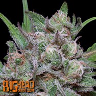 Big Head Seeds AUTO Trippy Sherbert Punch