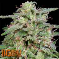 Big Head Seeds White Widow