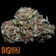 Big Head Seeds Zkittelz