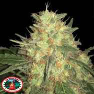 Big Buddha Seeds Legends Gold