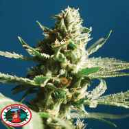 Big Buddha Seeds Sch Lemon Cake