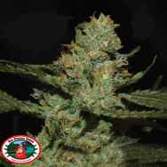 Big Buddha Seeds Strawnana Sundae