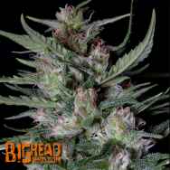 Big Head Seeds AUTO Dogstar Dawg