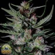 Big Head Seeds AUTO Dogstar Dawg