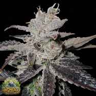 Big Head Seeds AUTO Freeze Berry
