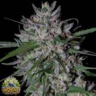 Big Head Seeds AUTO Gorilla Cookies